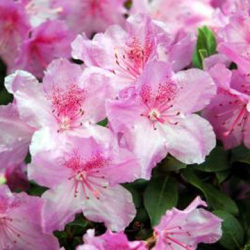 Rhododendron Dwarf Pink Drift Evergreen | ScotPlants Direct